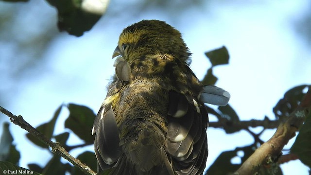 Golden Grosbeak - ML423614251