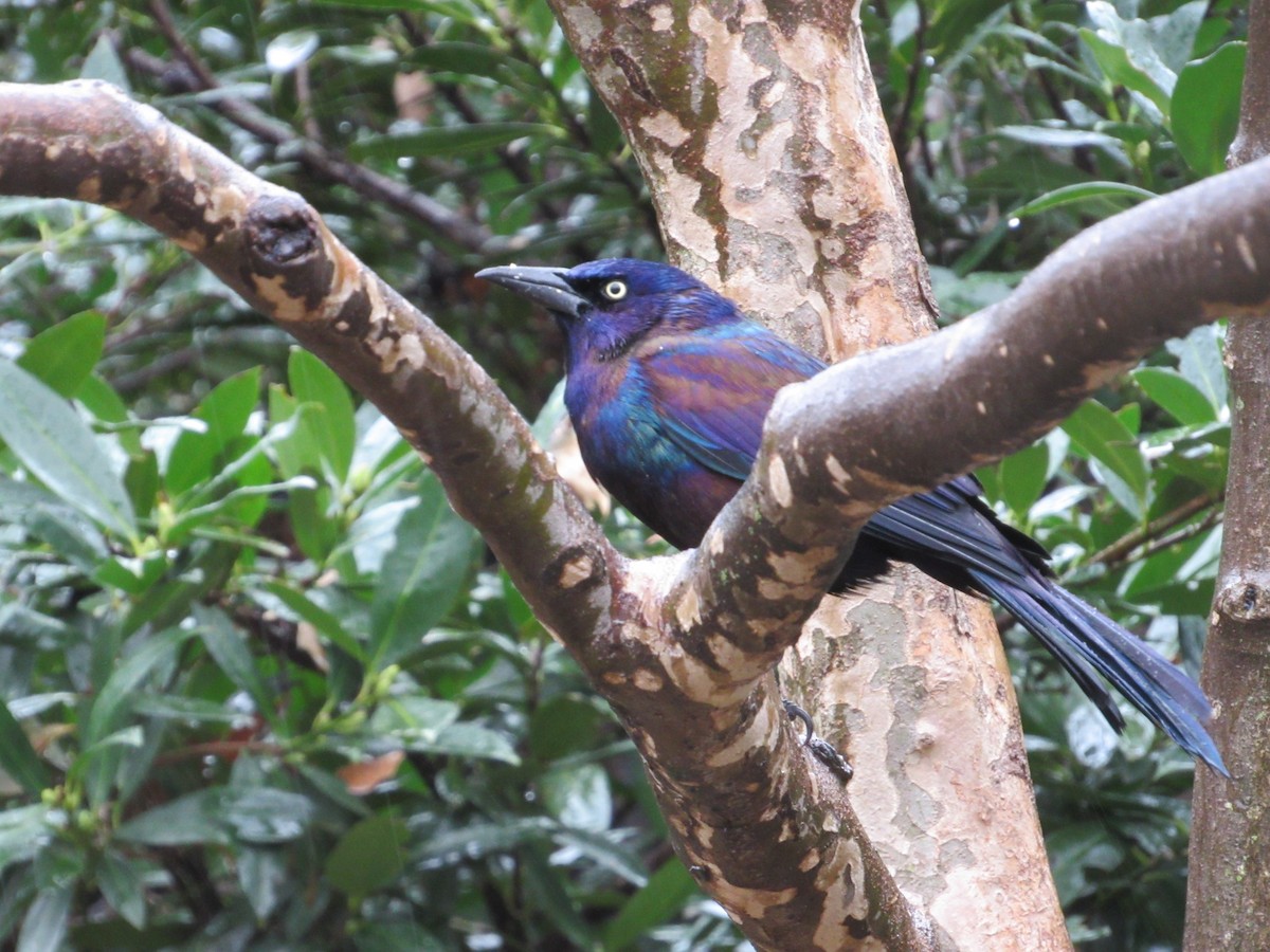 Common Grackle (Florida/Purple) - ML423614291