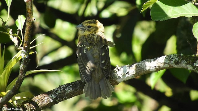 Cardinal à tête jaune - ML423614381