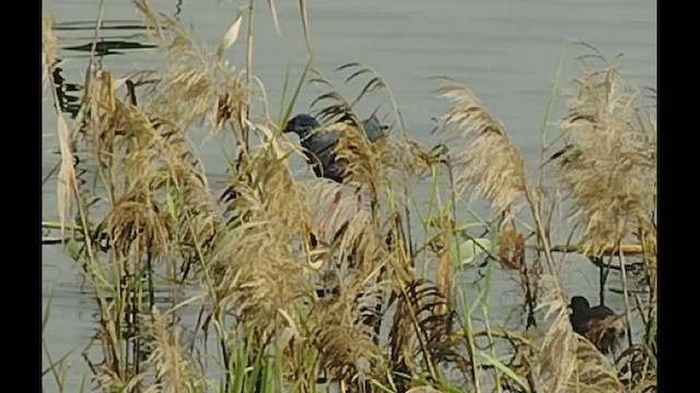 African Swamphen - ML423614411