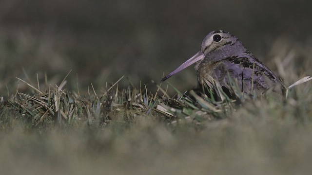 American Woodcock - ML423614861