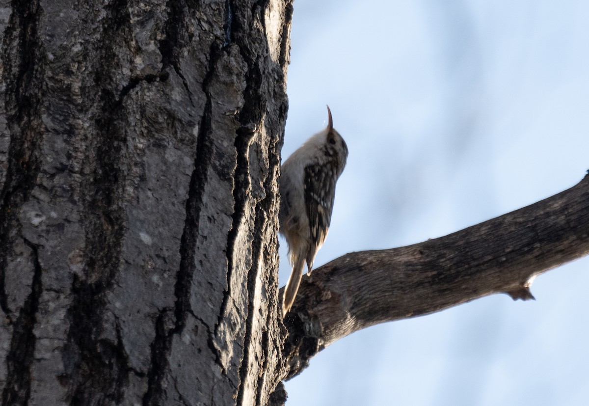 Brown Creeper - ML423615281