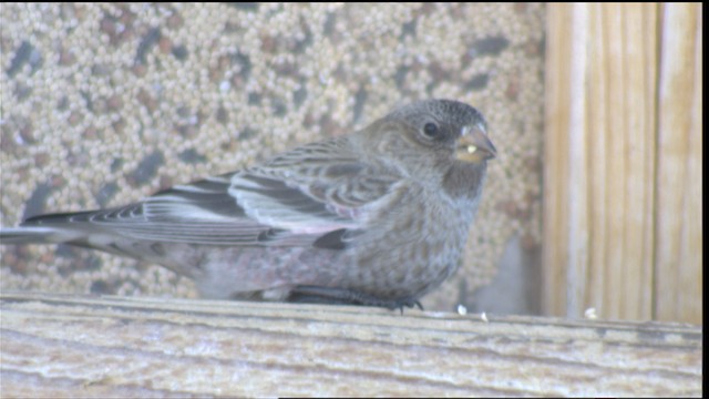 Brown-capped Rosy-Finch - ML423616