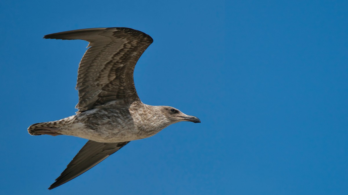 Kelp Gull - ML423616491