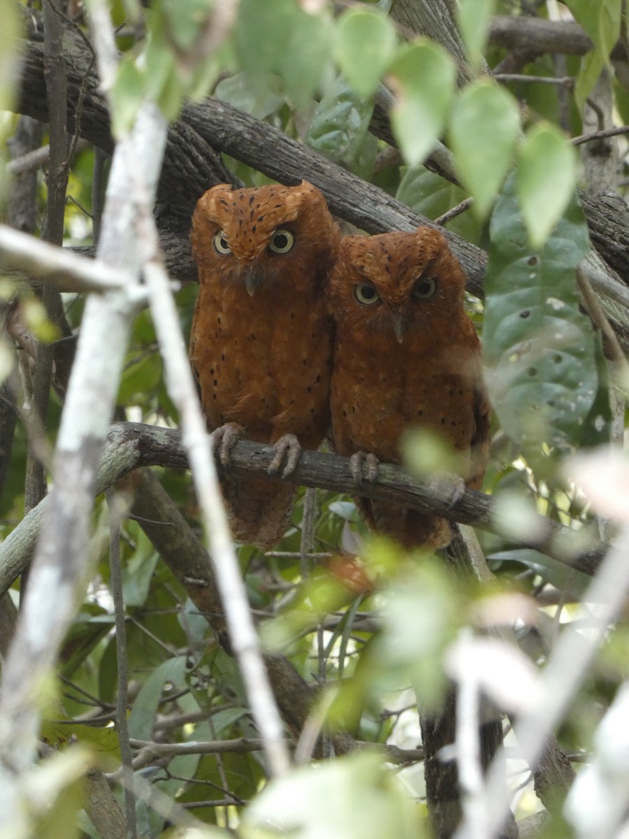 Sokoke Scops-Owl - ML423616941