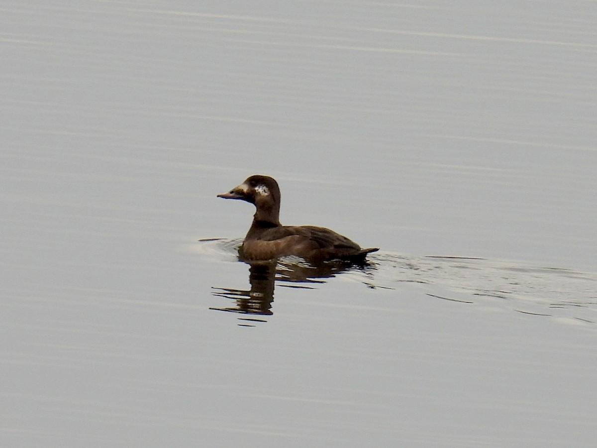 White-winged Scoter - ML423617181