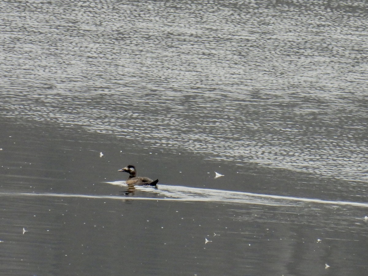 White-winged Scoter - ML423617271