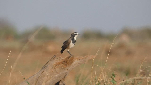 Capped Wheatear - ML423617471