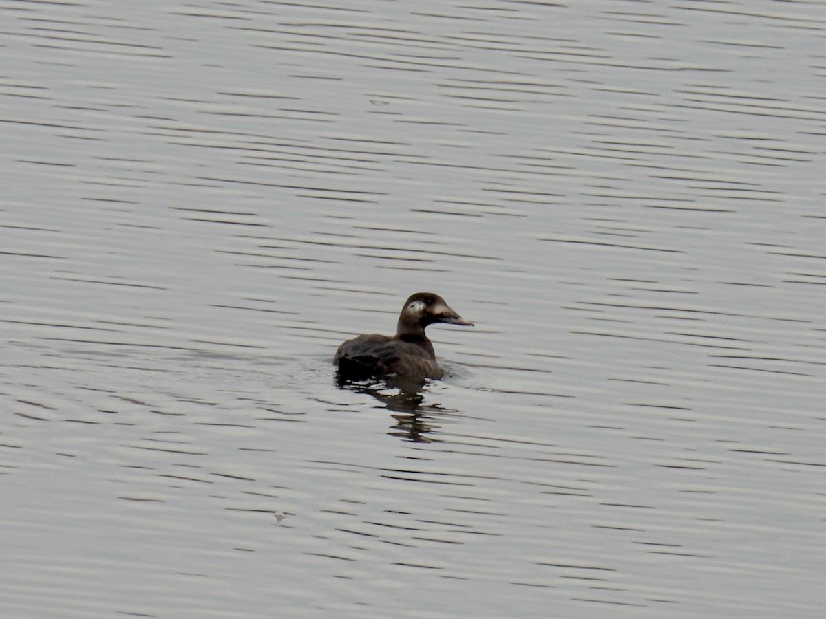 White-winged Scoter - ML423618121