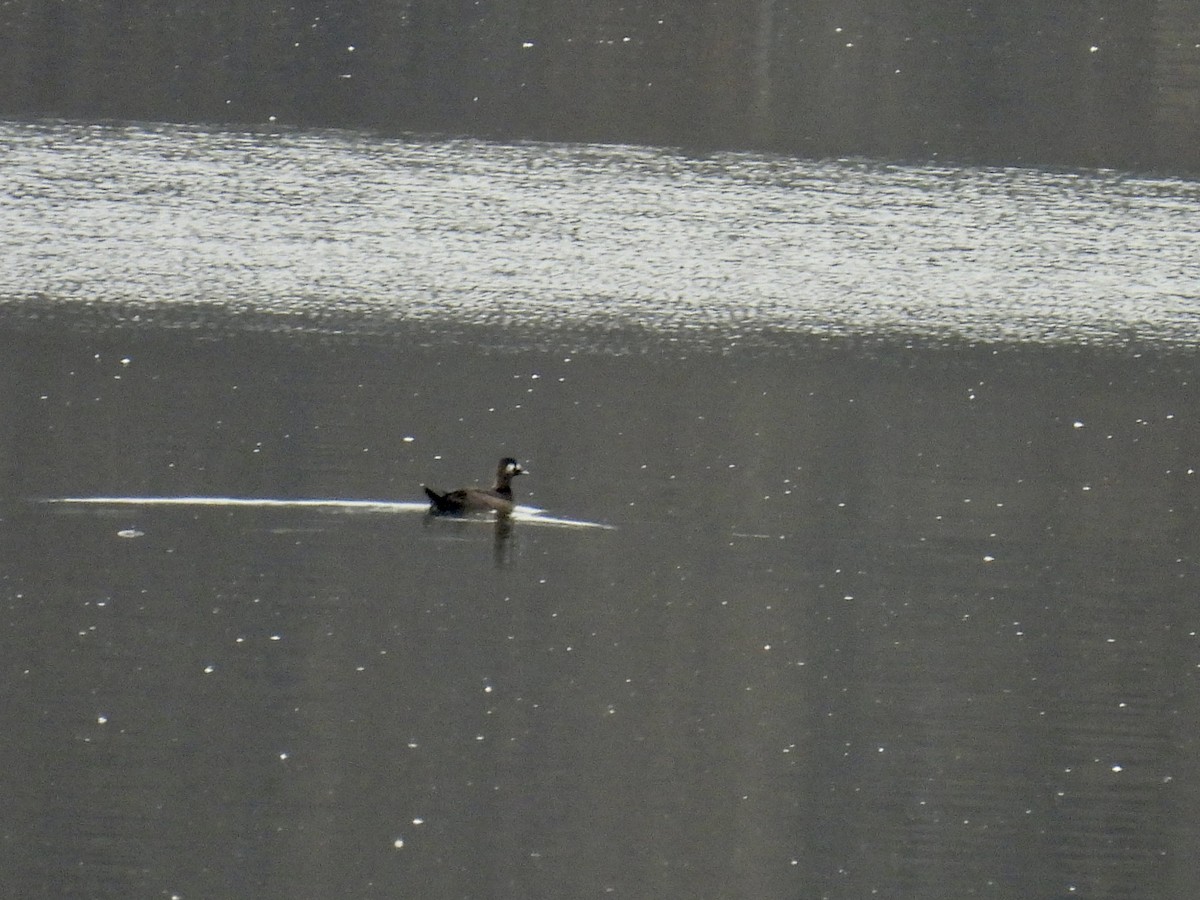 White-winged Scoter - ML423618131