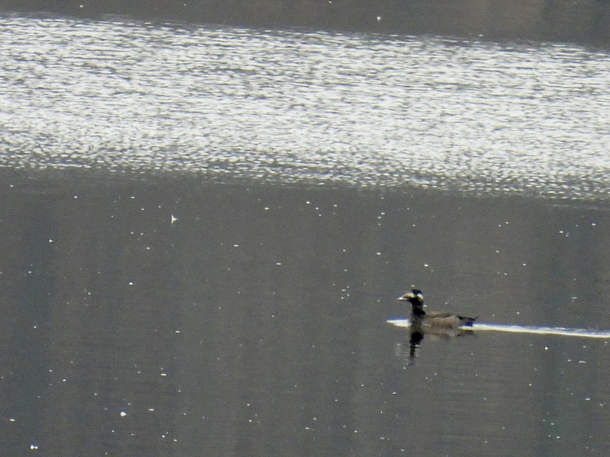 White-winged Scoter - Bonnie Penet