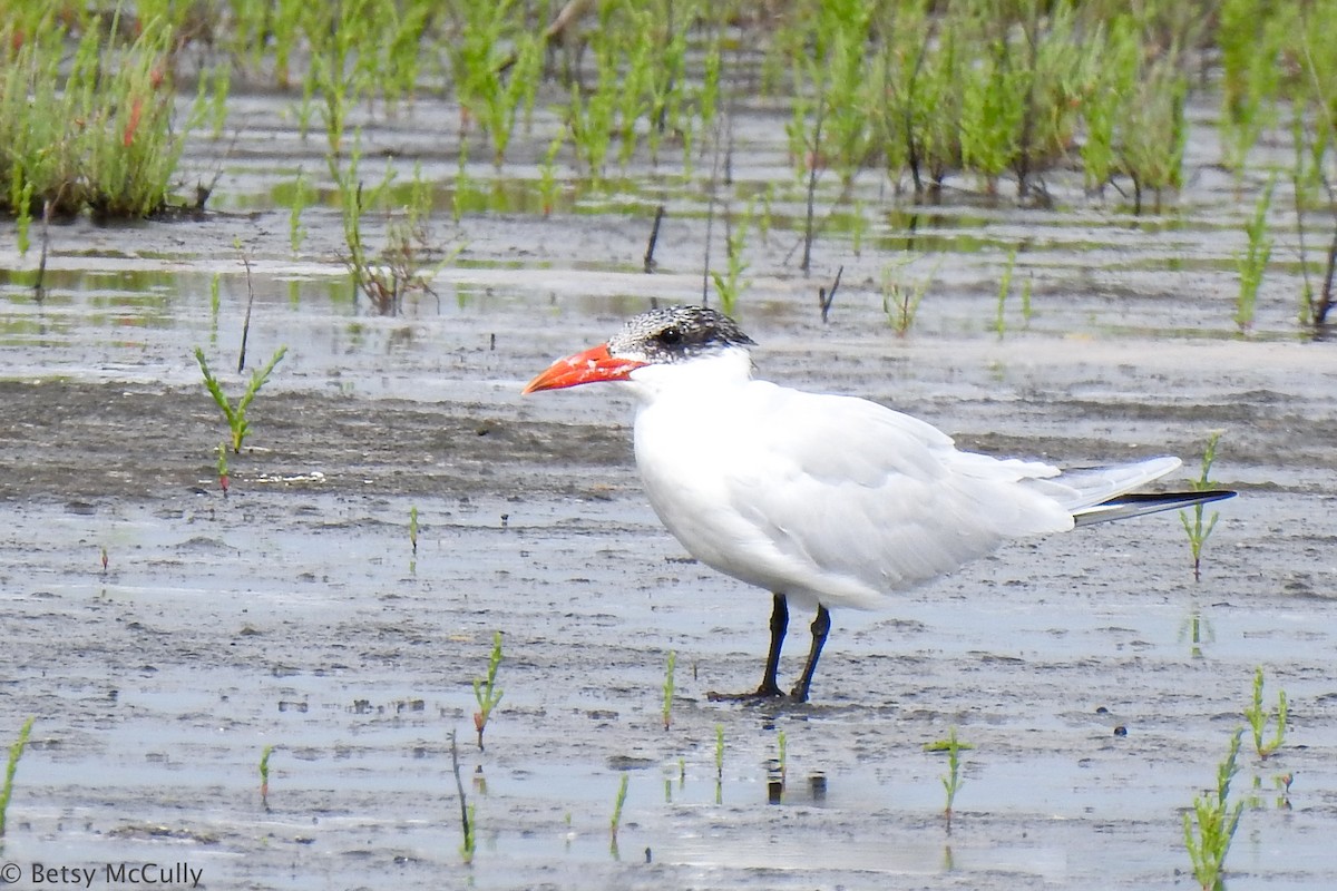 Royal Tern - ML423618191