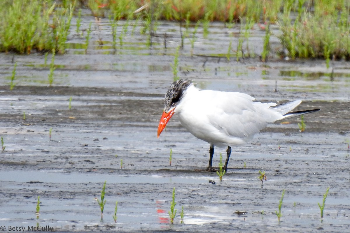 Royal Tern - Betsy McCully