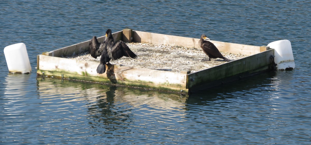 Great Cormorant (Eurasian) - Lee Evans