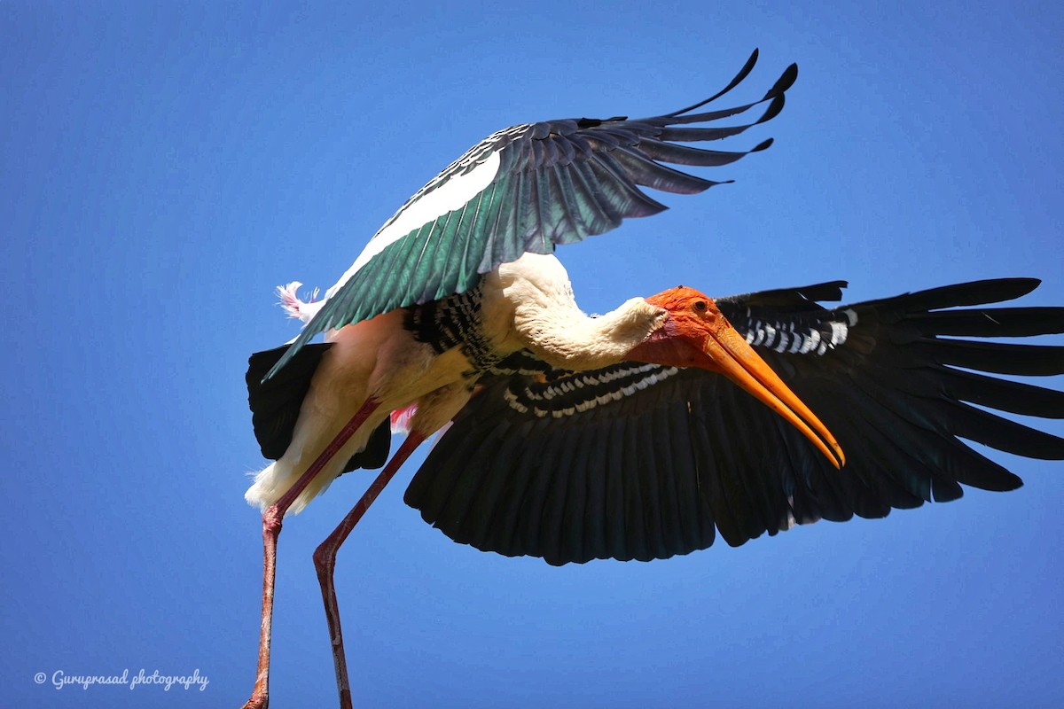 Painted Stork - ML423619681