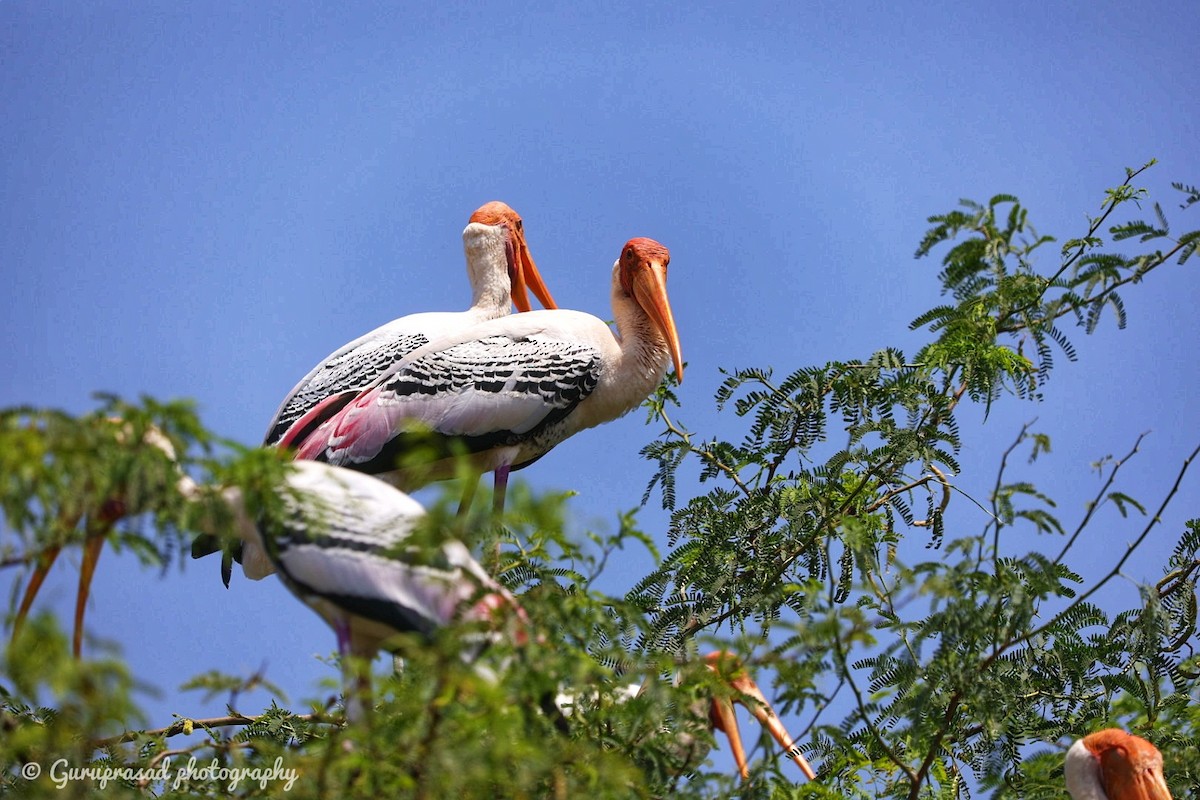 Painted Stork - ML423619701