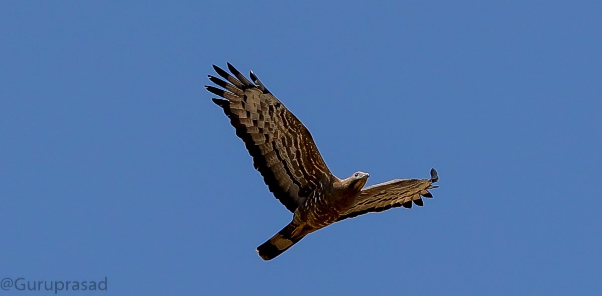 Oriental Honey-buzzard - ML423619891