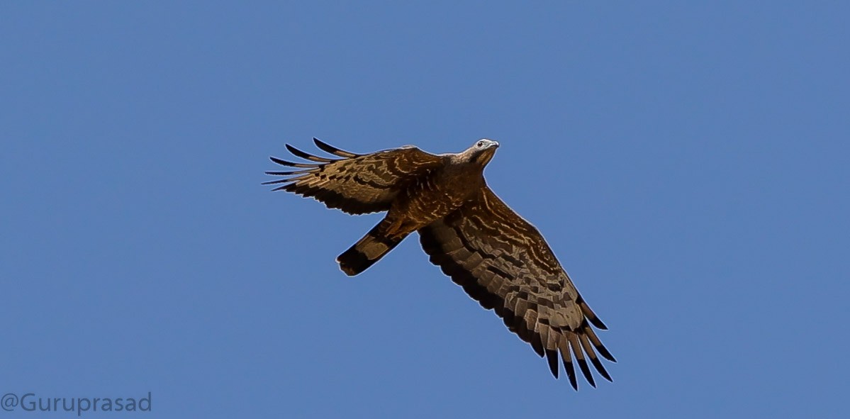 Oriental Honey-buzzard - ML423619911