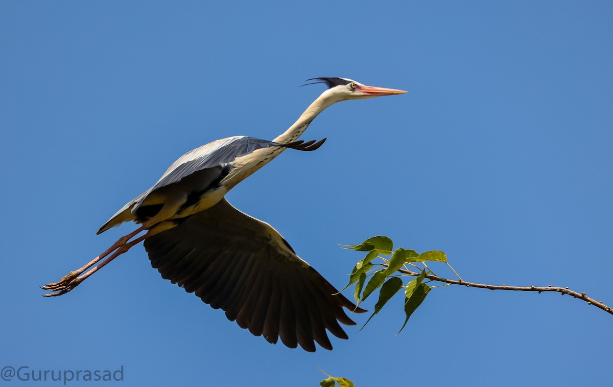 Gray Heron - ML423619991