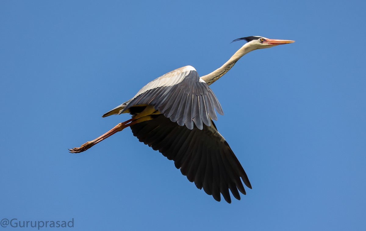 Gray Heron - Guru prasad