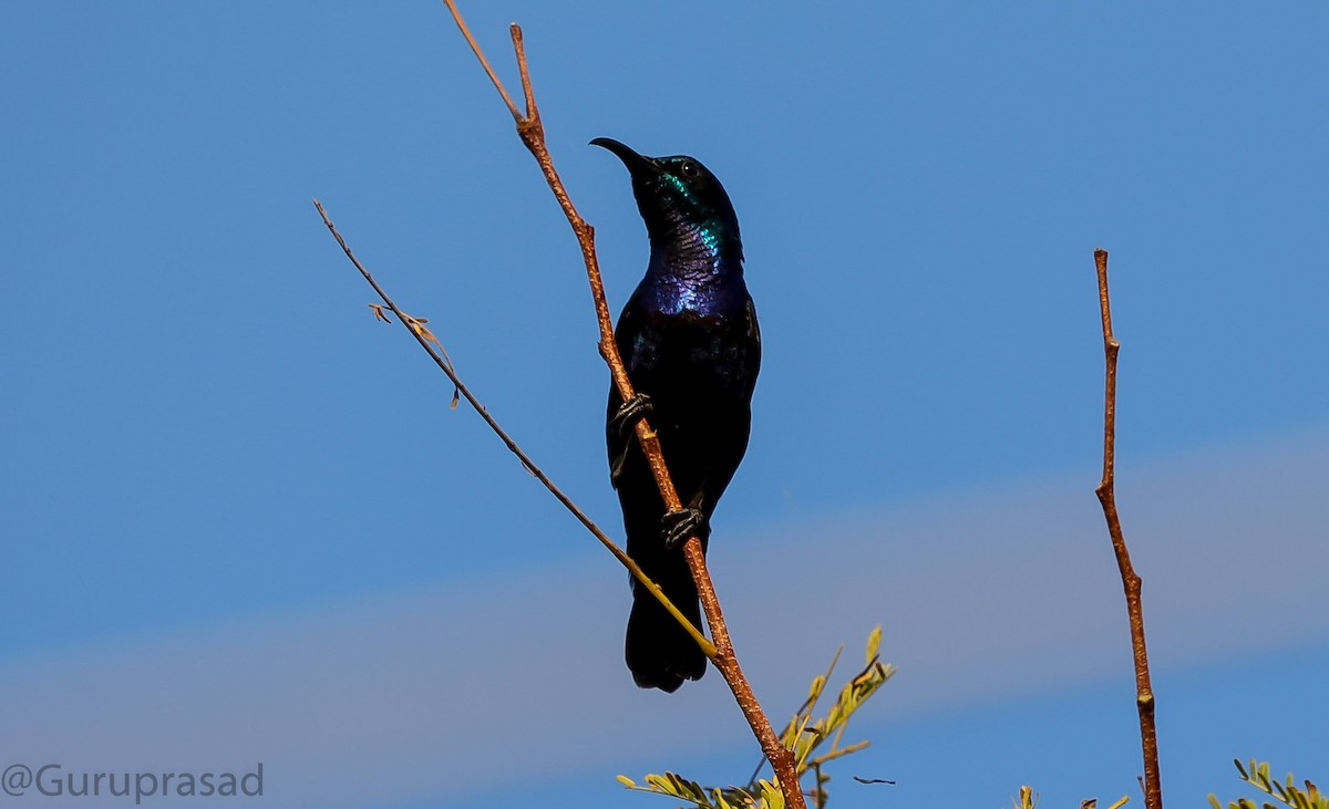 Purple Sunbird - Guru prasad