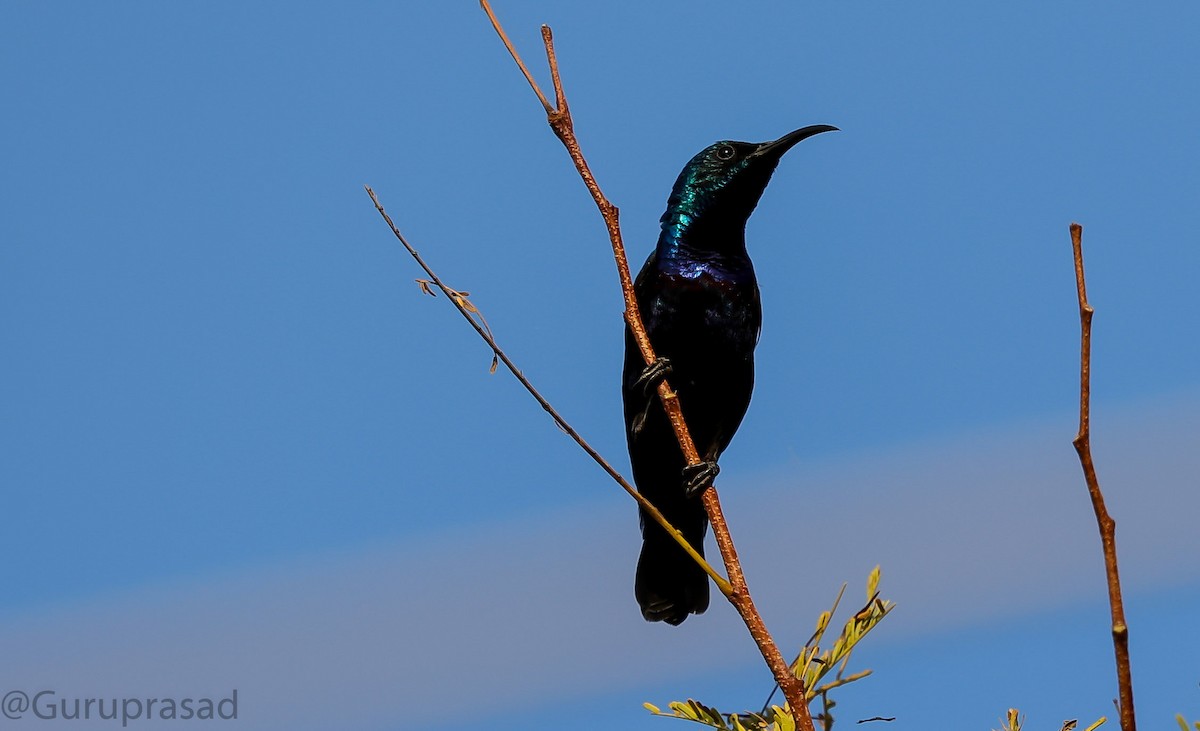 Purple Sunbird - ML423620221