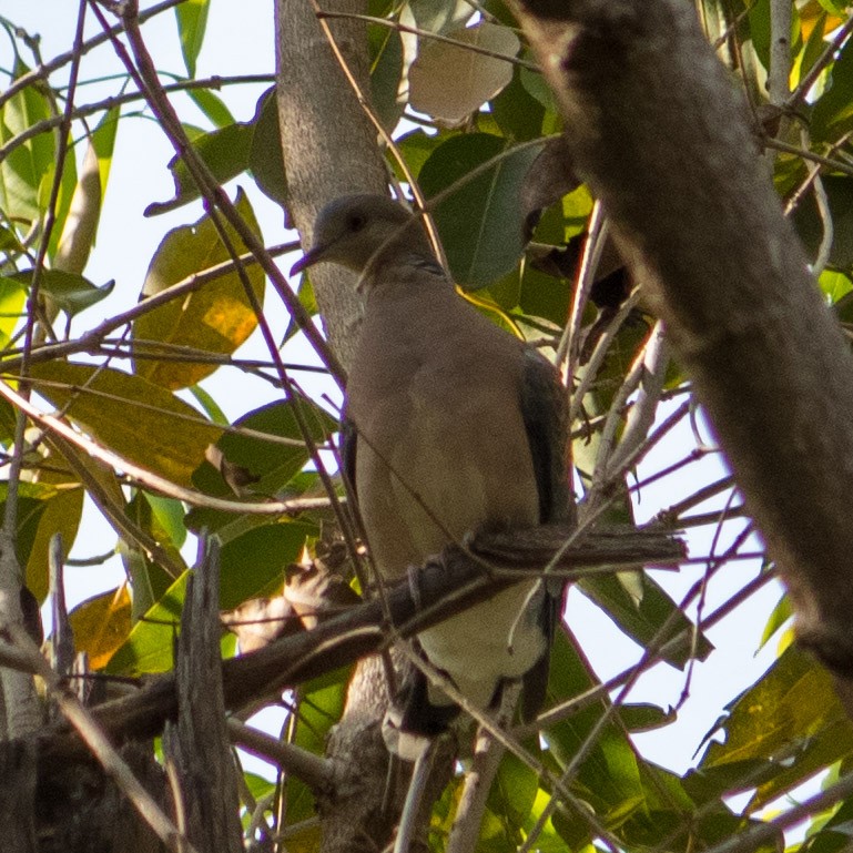 Oriental Turtle-Dove - ML423620371