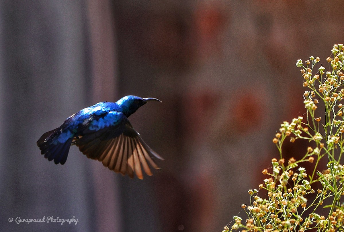 Purple Sunbird - ML423620381