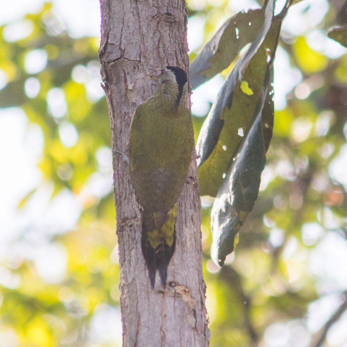 Streak-throated Woodpecker - Bhavik Dutt