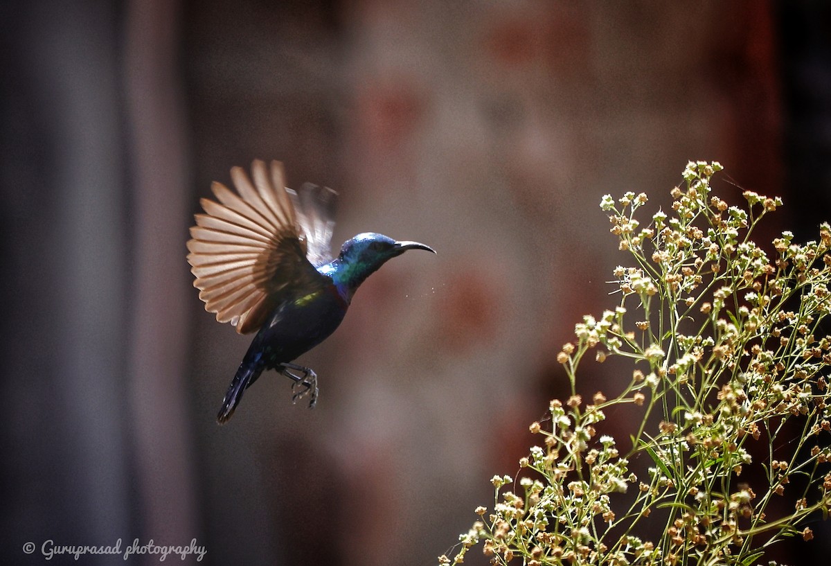 Purple Sunbird - Guru prasad