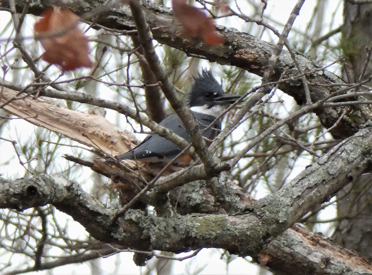 Belted Kingfisher - ML423620741