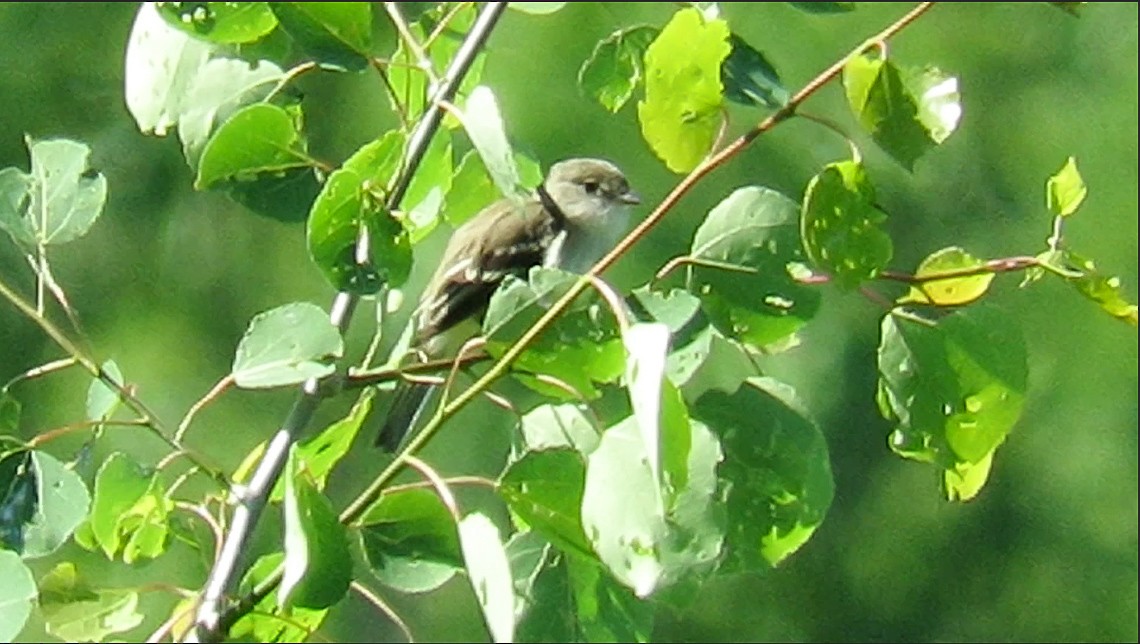 Alder Flycatcher - ML423620941