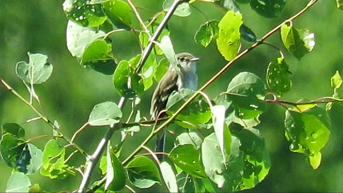 Alder Flycatcher - ML423620951