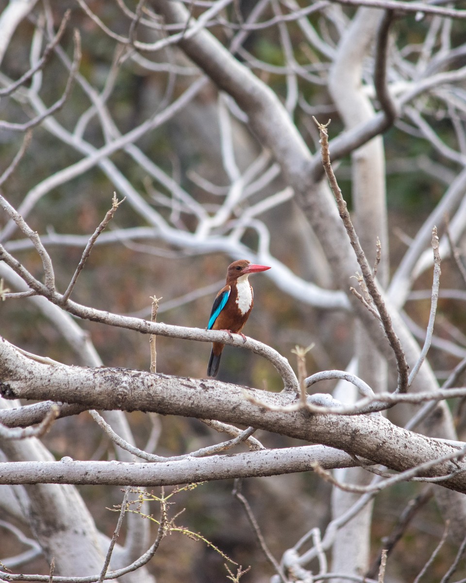 White-throated Kingfisher - Bhavik Dutt