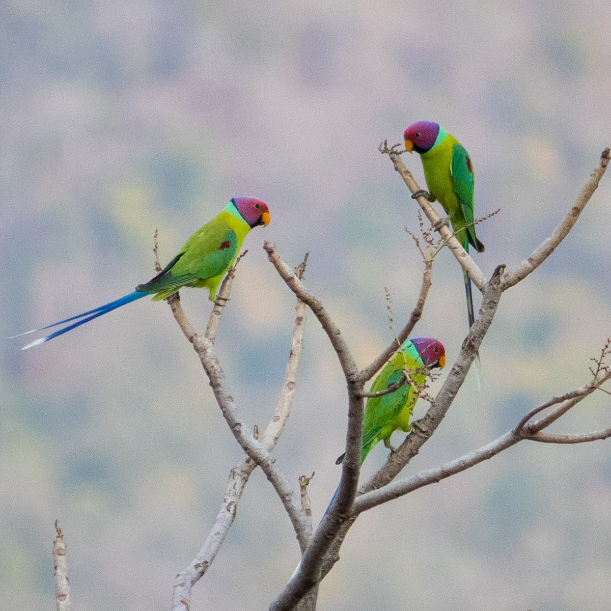 Plum-headed Parakeet - Bhavik Dutt