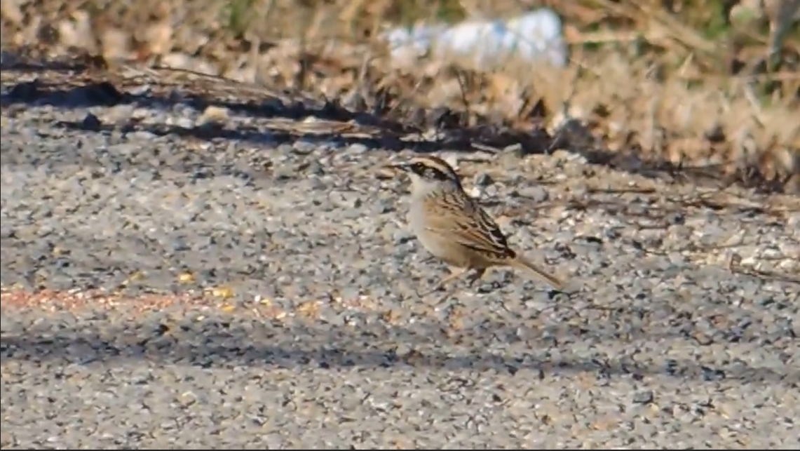 Striped Sparrow - ML423621191