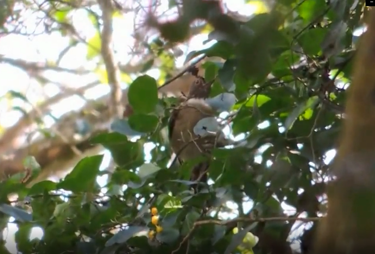 White-throated Thrush - ML423621421