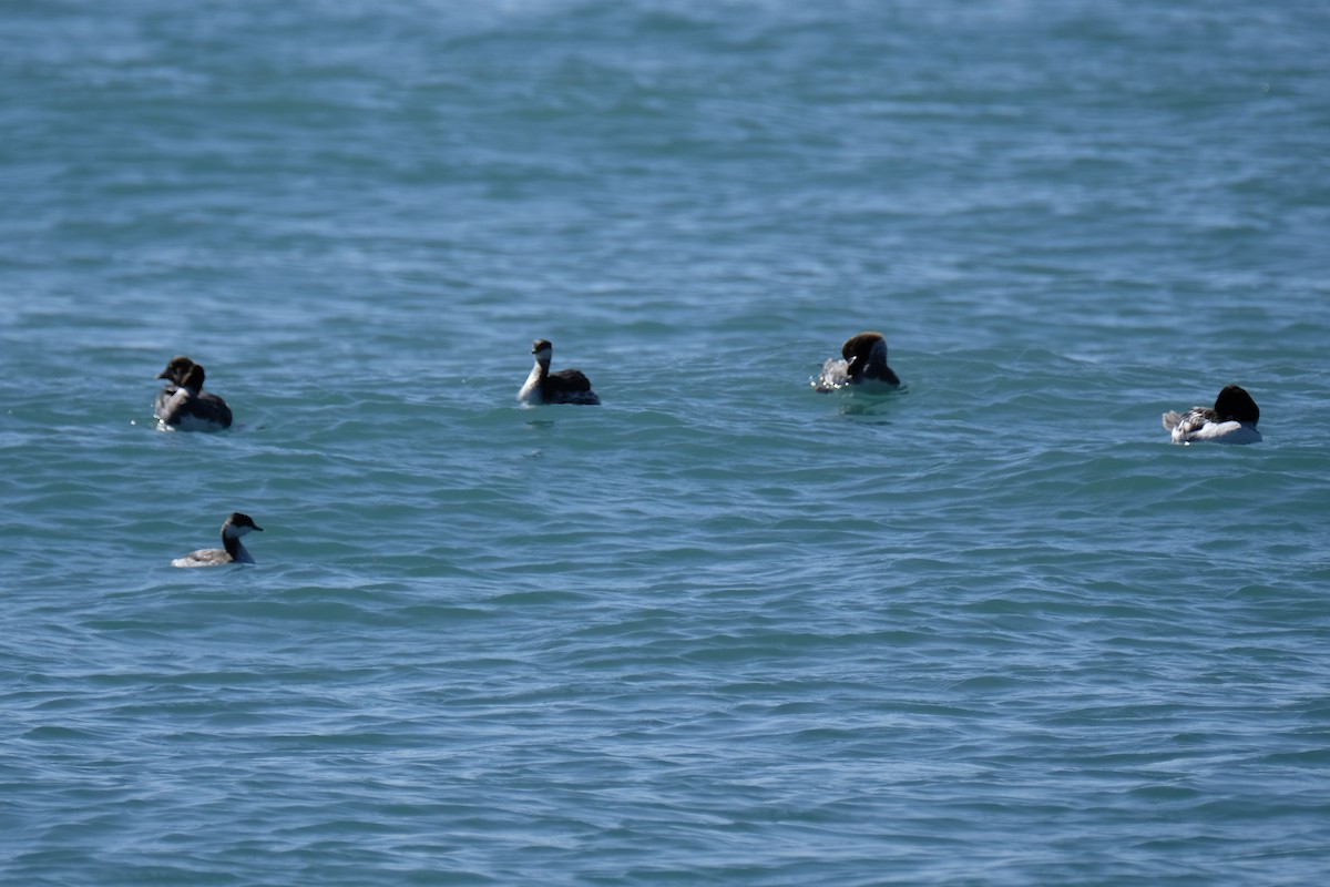 Horned Grebe - ML423622211