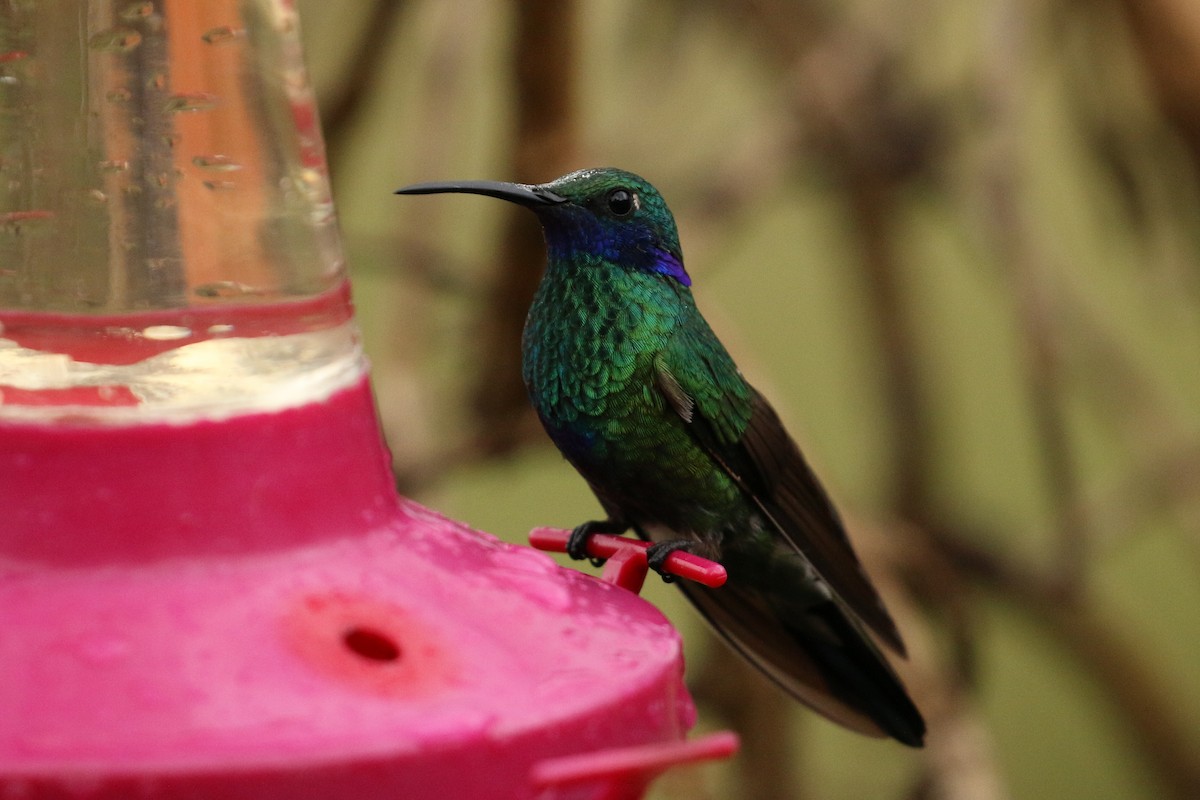 kolibřík modrolící - ML42362501