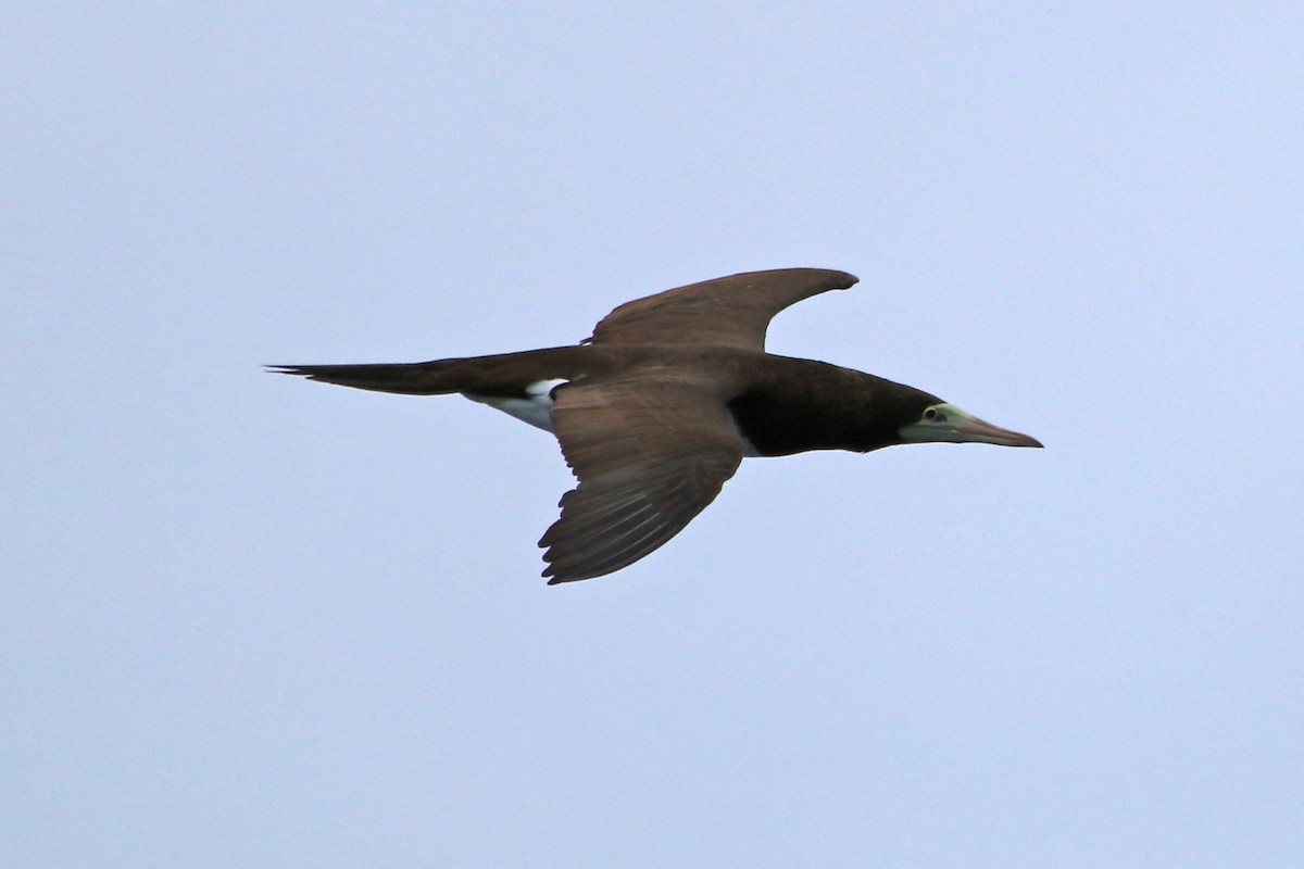 Brown Booby - ML423625061