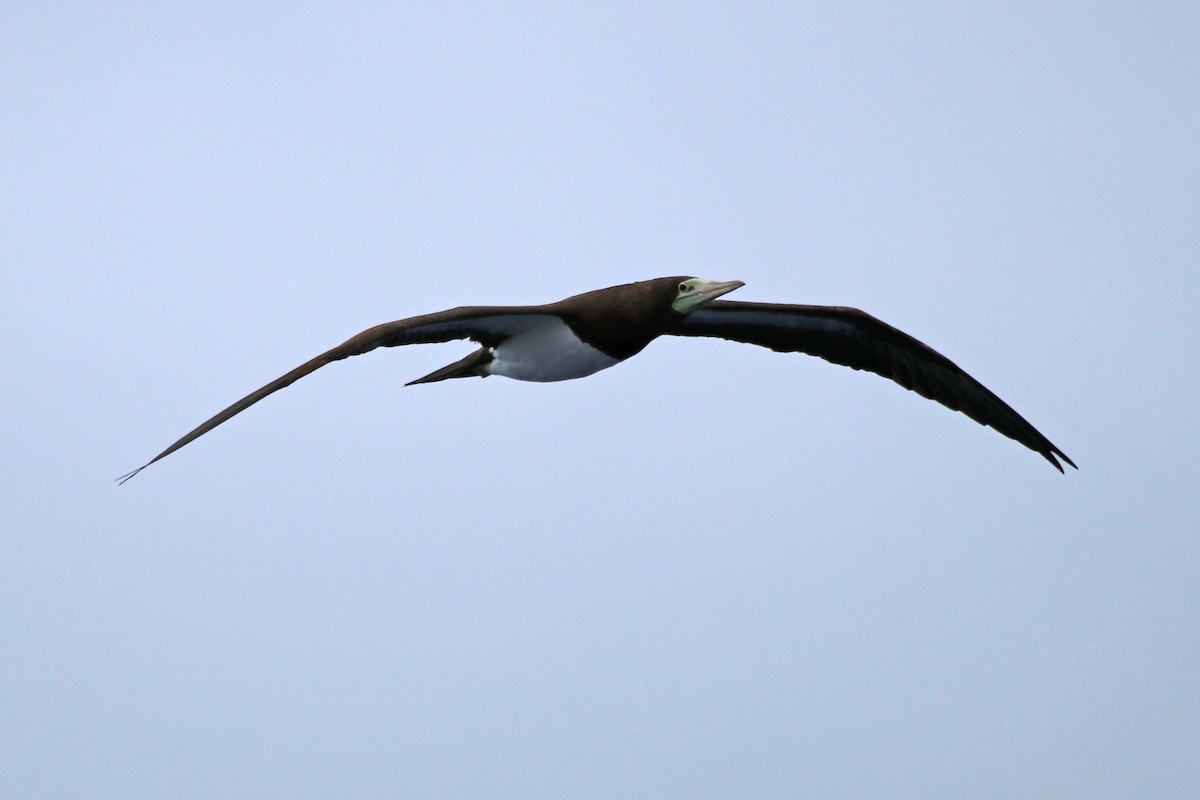 Brown Booby - ML423625071