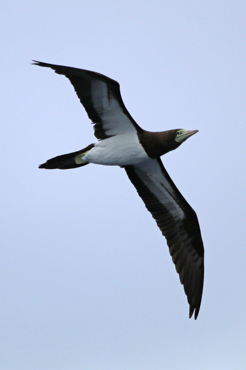 Brown Booby - ML423625111
