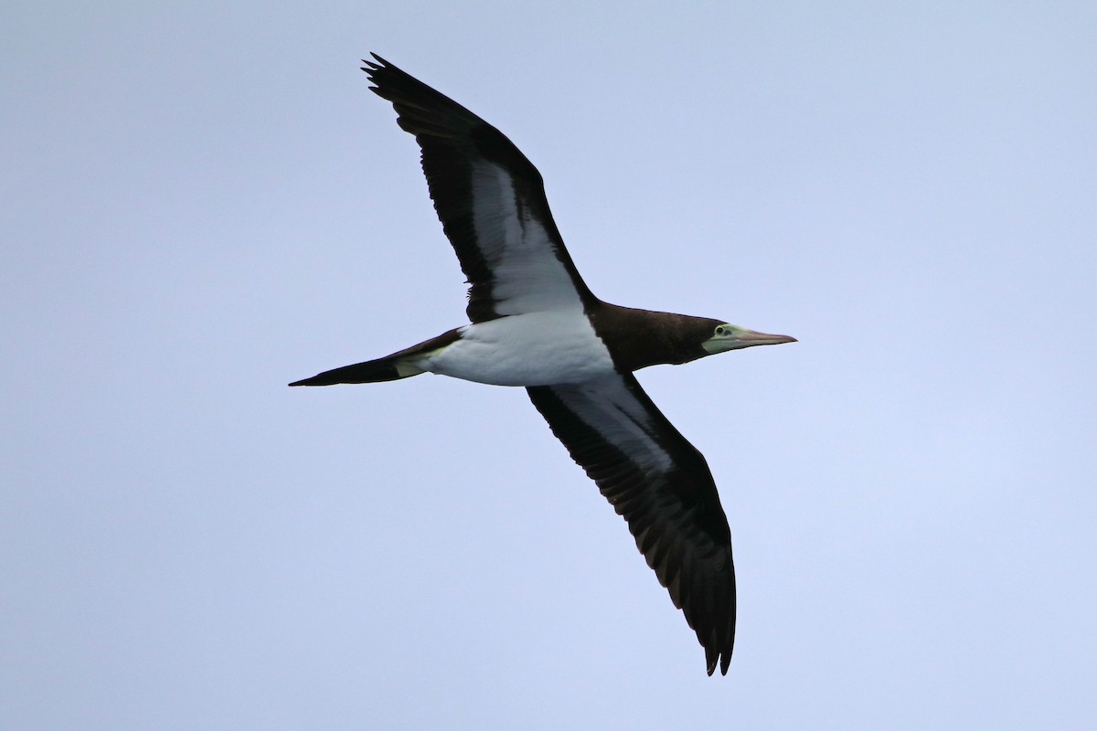 Brown Booby - ML423625121