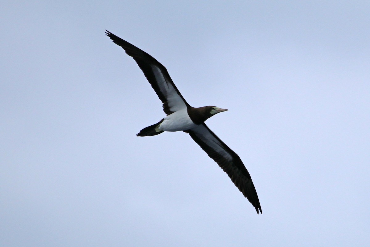 Brown Booby - ML423625131