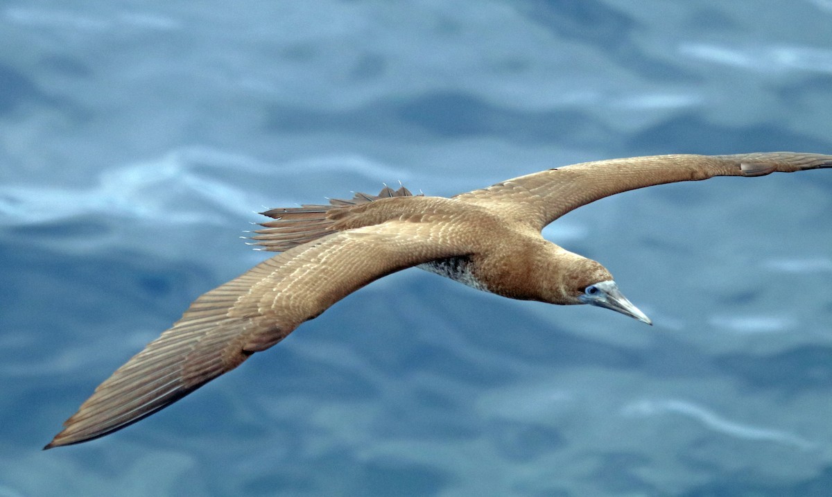 Brown Booby - ML423625211