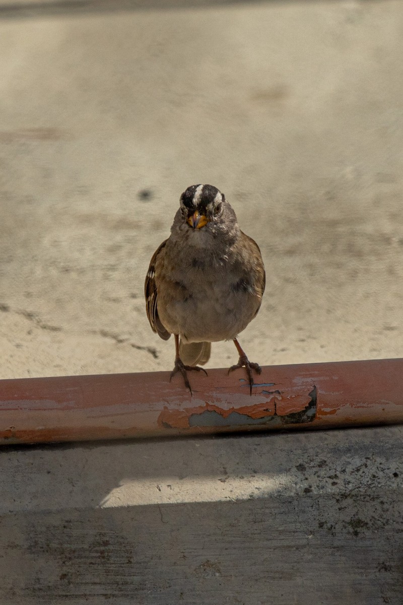 White-crowned Sparrow - Subhankar Saha