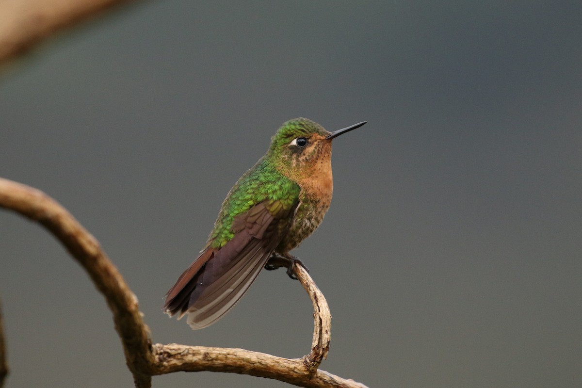 kolibřík dřišťálový (ssp. tyrianthina/quitensis) - ML42362661