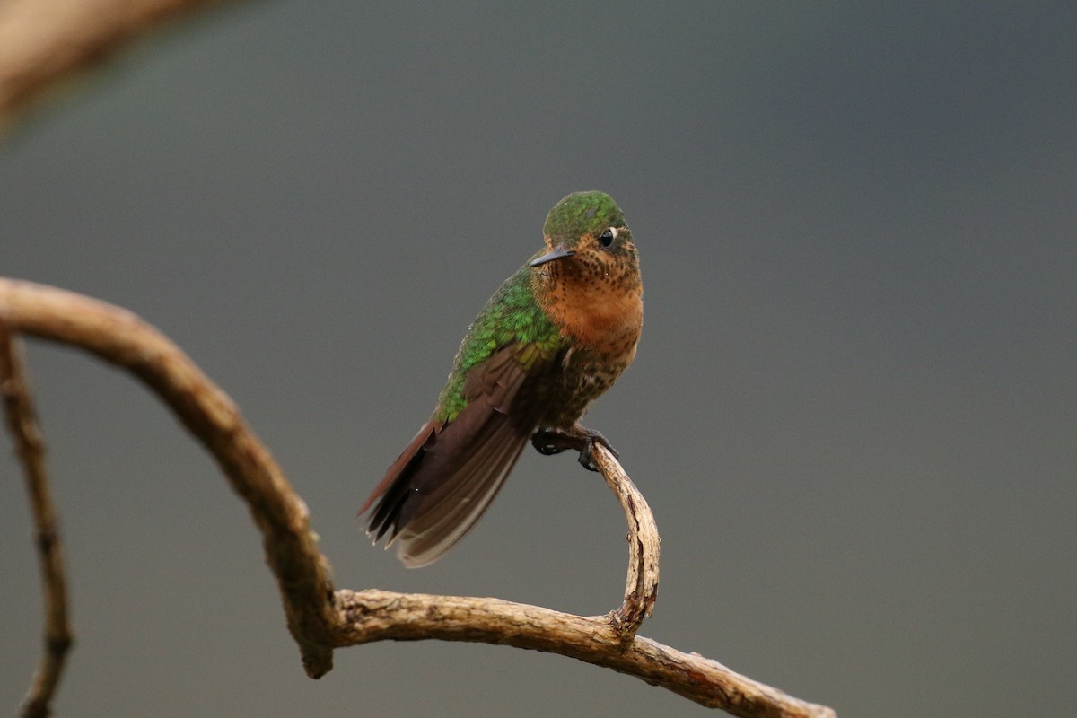 kolibřík dřišťálový (ssp. tyrianthina/quitensis) - ML42362691