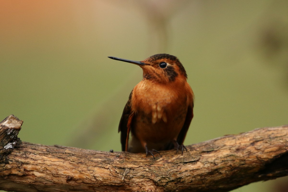 kolibřík duhovohřbetý - ML42362711