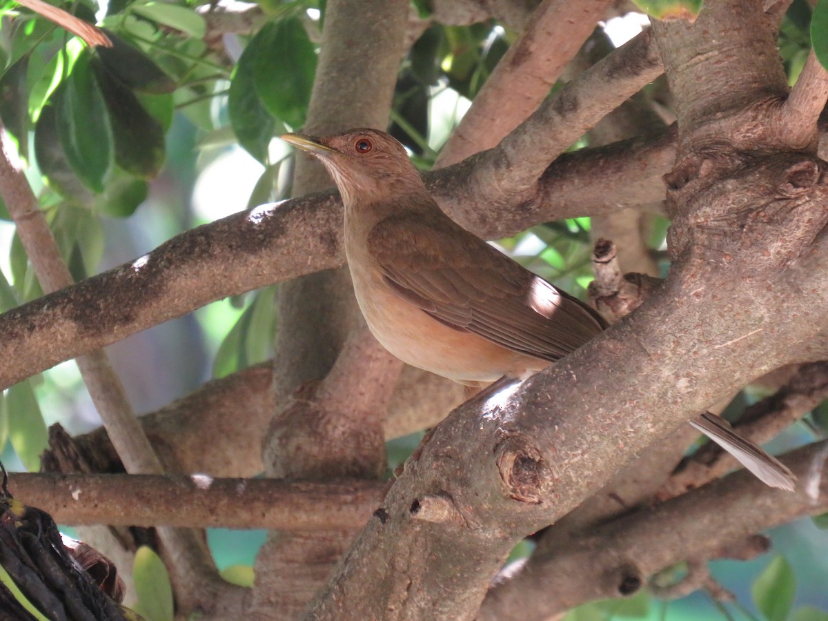 Clay-colored Thrush - ML423627181